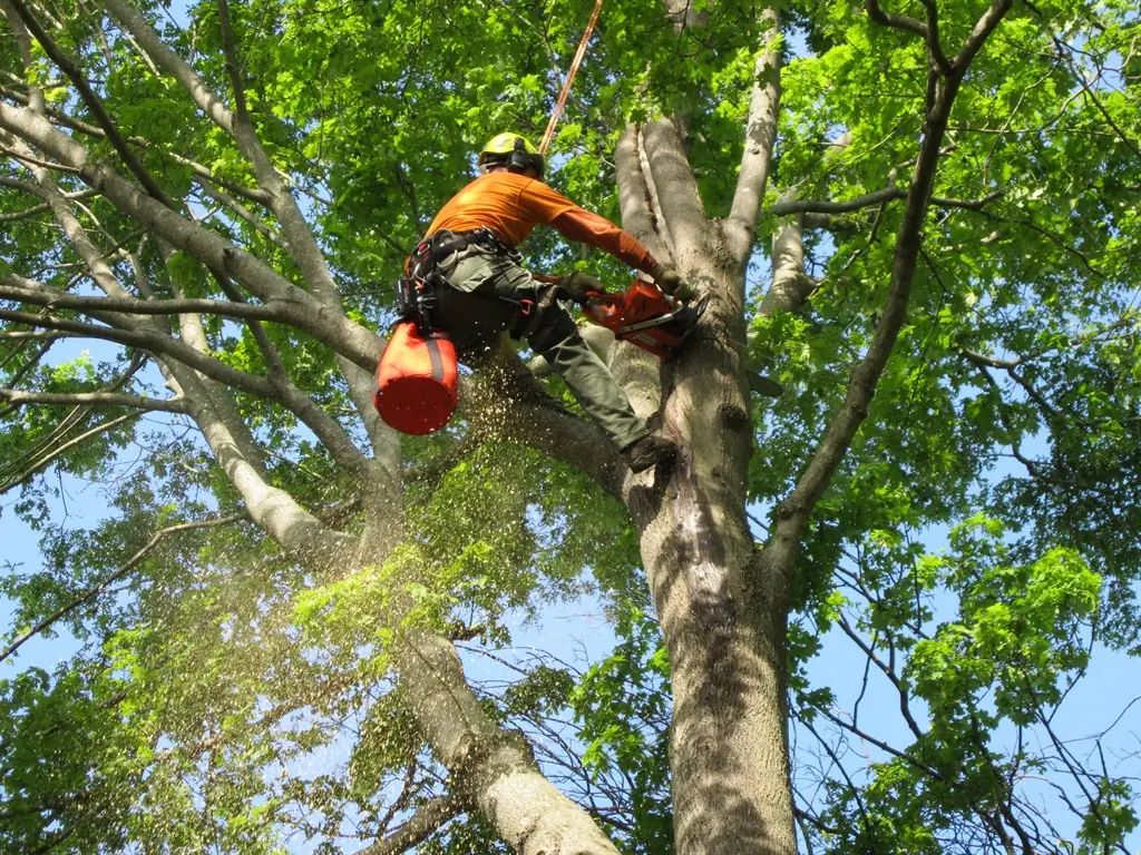 Tree care service in Madison, MS