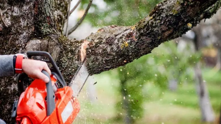 Tree trimming and pruning in Madison County, MS